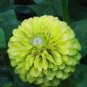 50 PCS Seeds Zinnia Dahlia Giant Lime Queen Zinnia Elegans