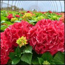 15 PCS Rare Red Hydrangea Mother Seeds 15 PCS Rare Red Hydrangea Mother Seeds
