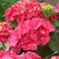 15 PCS Rare Red Hydrangea Mother Seeds