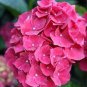 15 PCS Rare Red Hydrangea Mother Seeds