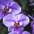 100 PCS Seeds Rare Mixed Colorful Phalaenopsis Amabilis Butterfly Orchid 100 PCS Seeds Rare Mixed Colorful Phalaenopsis Amabilis Butterfly Orchid