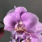 100 PCS Seeds Rare Mixed Colorful Phalaenopsis Amabilis Butterfly Orchid