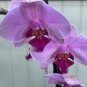 100 PCS Seeds Rare Mixed Colorful Phalaenopsis Amabilis Butterfly Orchid