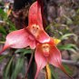50 PCS Seeds Rare Monkey Face Orchid Flower