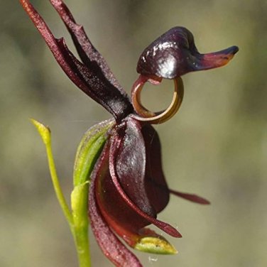 100 PCS Seeds Rare Mixed Flying Duck Orchid Bonsai Perennial Flowers