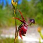 100 PCS Seeds Rare Mixed Flying Duck Orchid Bonsai Perennial Flowers