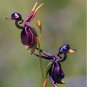 100 PCS Seeds Rare Mixed Flying Duck Orchid Bonsai Perennial Flowers