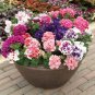 200 PCS Mixed Double-petalled Hanging Petunia Hybrid Seeds