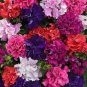 200 PCS Mixed Double-petalled Hanging Petunia Hybrid Seeds