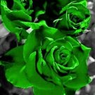 20 PCS Yunnan Dark Green Rose Seedling Perennial Flower Seeds