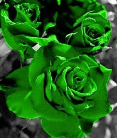 20 PCS Yunnan Dark Green Rose Seedling Perennial Flower Seeds