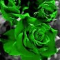 20 PCS Yunnan Dark Green Rose Seedling Perennial Flower Seeds