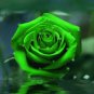 20 PCS Yunnan Dark Green Rose Seedling Perennial Flower Seeds
