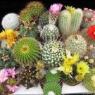 10 PCS Seeds Mix Cactus Echinopsis Tubiflora Ball Cactus Perennial Succulent Plants Bonsai 10 PCS Seeds Mix Cactus Echinopsis Tubiflora Ball Cactus Perennial Succulent Plants Bonsai