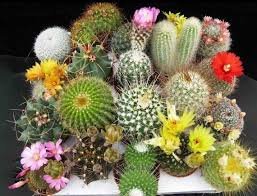 10 PCS Seeds Mix Cactus Echinopsis Tubiflora Ball Cactus Perennial Succulent Plants Bonsai