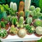 10 PCS Seeds Mix Cactus Echinopsis Tubiflora Ball Cactus Perennial Succulent Plants Bonsai