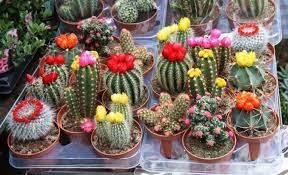 10 PCS Seeds Mix Cactus Echinopsis Tubiflora Ball Cactus Perennial Succulent Plants Bonsai
