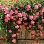100 PCS Seeds Rose Bonsai Thailand Climbing Rose Tree