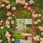 100 PCS Seeds Rose Bonsai Thailand Climbing Rose Tree