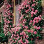 100 PCS Seeds Rose Bonsai Thailand Climbing Rose Tree