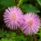 35 PCS Seeds Mimosa Pudica Sensitive Plant Foliage Plant