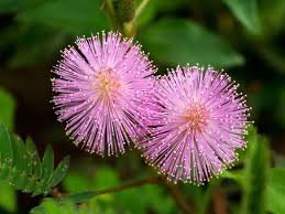 35 PCS Seeds Mimosa Pudica Sensitive Plant Foliage Plant