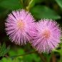 35 PCS Seeds Mimosa Pudica Sensitive Plant Foliage Plant