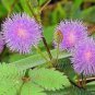 35 PCS Seeds Mimosa Pudica Sensitive Plant Foliage Plant