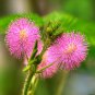 35 PCS Seeds Mimosa Pudica Sensitive Plant Foliage Plant