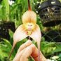 100 PCS Mini Bonsai Orchid Seeds