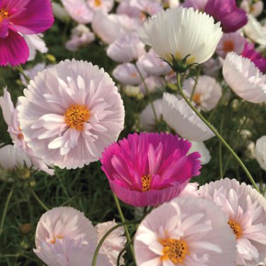 30 PCS Cupcakes Mix Cosmos Seeds Hardy Plant Flower