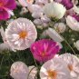 30 PCS Cupcakes Mix Cosmos Seeds Hardy Plant Flower