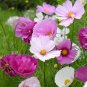 30 PCS Cupcakes Mix Cosmos Seeds Hardy Plant Flower