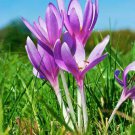 50 PCS Saffron Crocus Seeds 50 PCS Saffron Crocus Seeds