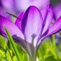 50 PCS Saffron Crocus Seeds
