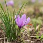 50 PCS Saffron Crocus Seeds