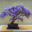 5 PCS Purple Wisteria Bonsai Tree Seeds