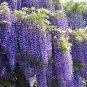 5 PCS Purple Wisteria Bonsai Tree Seeds
