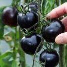 25 PCS Heirloom Middle Black 'Pearl' Tomato Organic Seeds 25 PCS Heirloom Middle Black 'Pearl' Tomato Organic Seeds