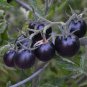 25 PCS Heirloom Middle Black 'Pearl' Tomato Organic Seeds