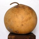 10 PCS Giant African Basket Gourd Lagenaria Siceraria Seeds 10 PCS Giant African Basket Gourd Lagenaria Siceraria Seeds
