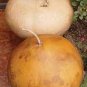10 PCS Giant African Basket Gourd Lagenaria Siceraria Seeds