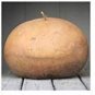 10 PCS Giant African Basket Gourd Lagenaria Siceraria Seeds