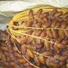 5 PCS Seeds Heirloom New Medjool Date Palm Tree 5 PCS Seeds Heirloom New Medjool Date Palm Tree