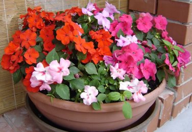 20 PCS Mix Impatiens walleriana 9 Colors Busy Lizzie Balsam Perennial Flower Seeds