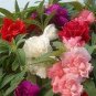 20 PCS Mix Impatiens walleriana 9 Colors Busy Lizzie Balsam Perennial Flower Seeds