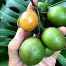 10 PCS Lemon Sweet Spanish Lime Tree Seeds 10 PCS Lemon Sweet Spanish Lime Tree Seeds