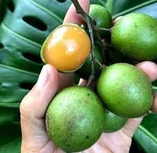 10 PCS Lemon Sweet Spanish Lime Tree Seeds