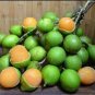 10 PCS Lemon Sweet Spanish Lime Tree Seeds