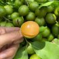 10 PCS Lemon Sweet Spanish Lime Tree Seeds